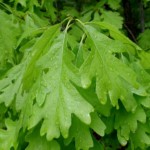 woy2011_quercus_alba_tower-hill_01s