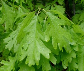 woy2011_quercus_alba_tower-hill_01s