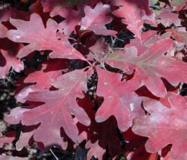 woy2011_quercus_alba_ur_01s