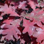 woy2011_quercus_alba_ur_01s