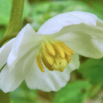 Photo by W. John Hayden